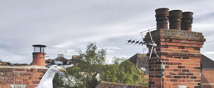 Chimney Cleaning And Restoration in Rialto, California